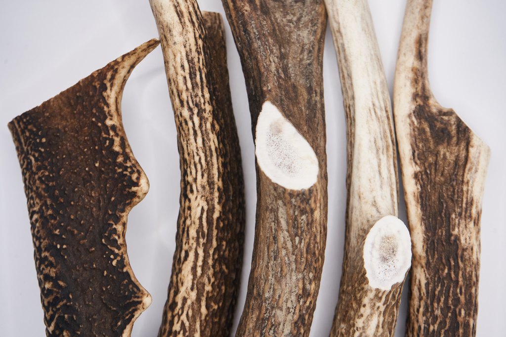 Deer Antler Chews