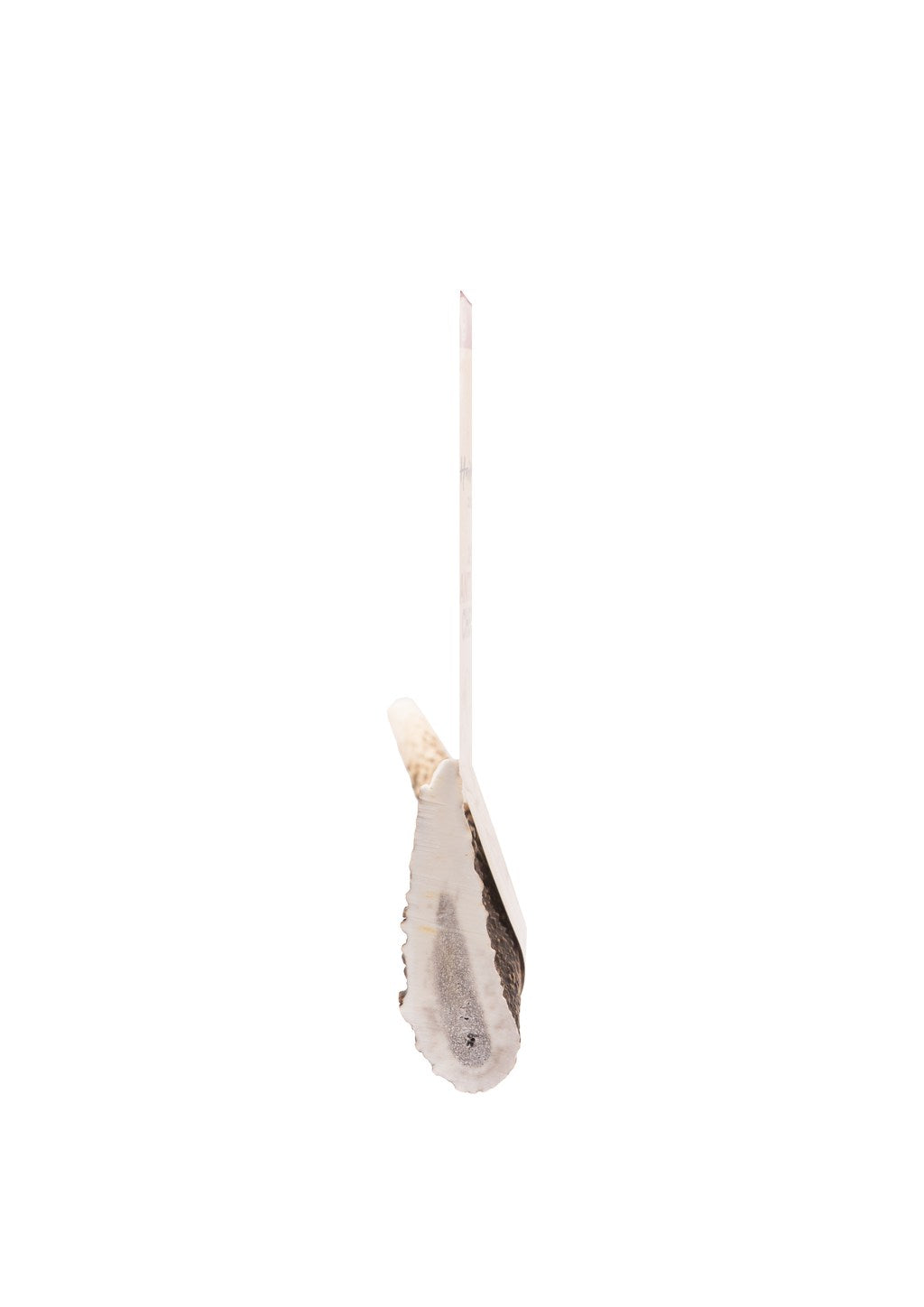 Deer Antler Chews